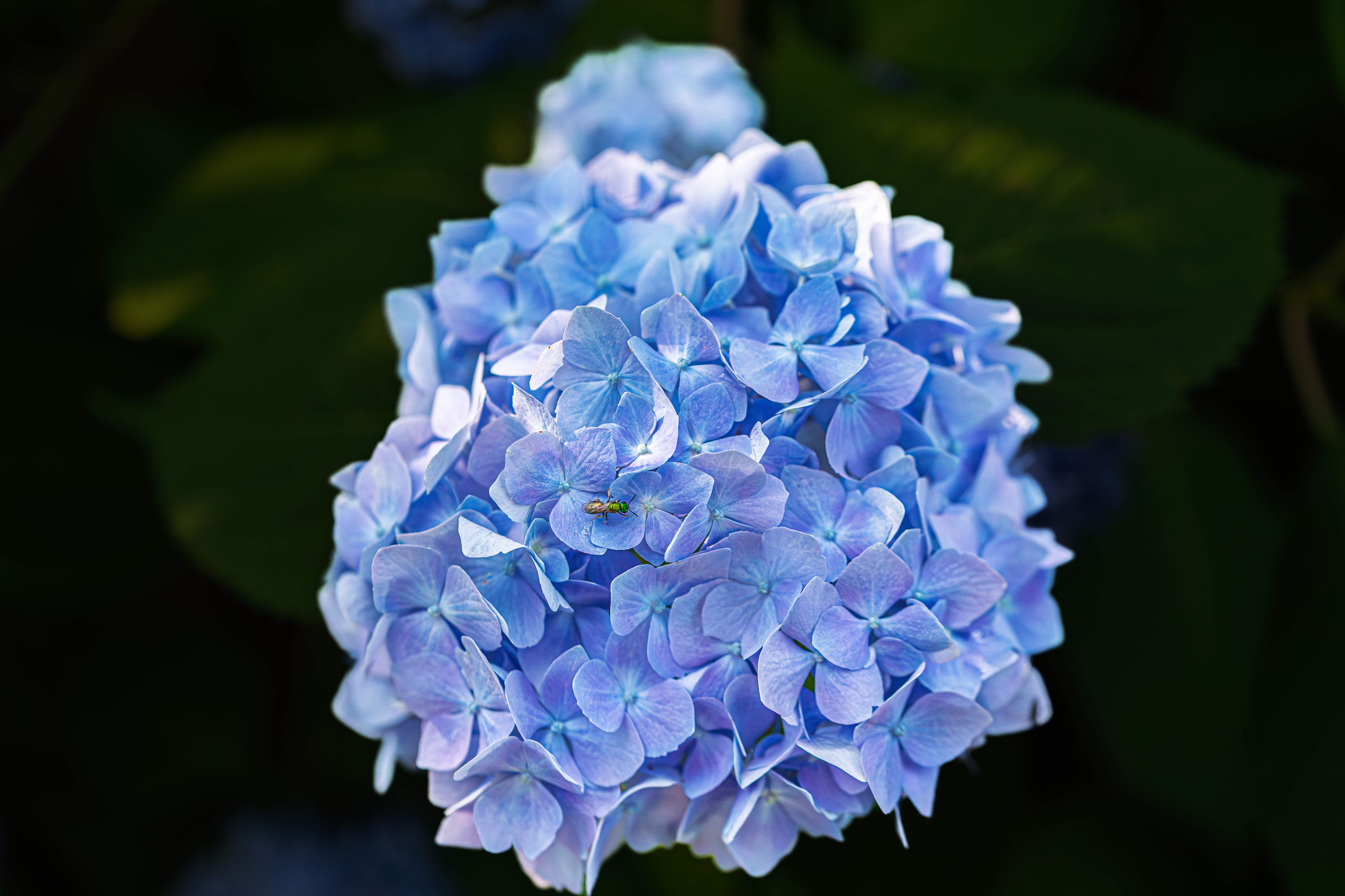 Round cluster of blue hydrangea flowers against dark leaves